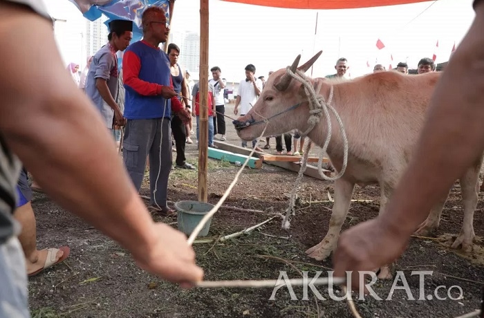 Berbagi Berkah Idul Adha 2024: Didimax Group Salurkan 10 Sapi Kurban