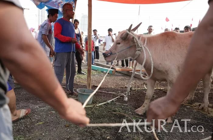 Berbagi Berkah Idul Adha 2024: Didimax Group Salurkan 10 Sapi Kurban