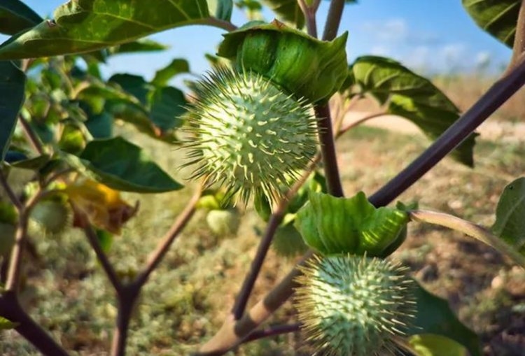Mabuk Versi Murah, Ini Alasan Kenapa Kecubung Bikin Ngefly