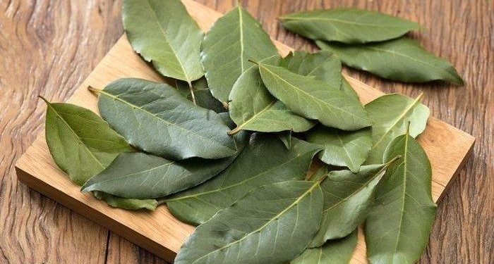 Mudah Ditemukan dan Biasa Dipakai Bumbu Masakan, Berikut 10 Manfaat Daun Salam untuk Kesehatan, dari Mengatasi Asam Urat hingga Menurunkan Kolesterol