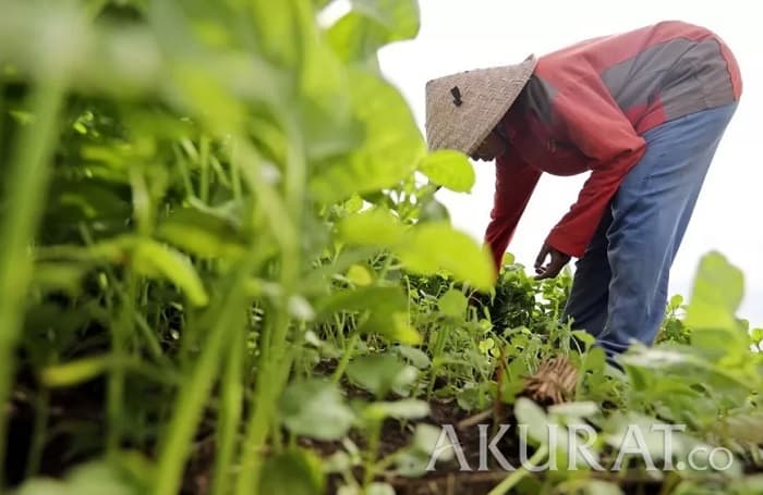 SIMAK Syarat Utang Petani, Nelayan, Peternak dan UMKM yang Dihapus Prabowo