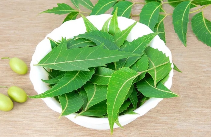 Daun Mimba Bisa untuk Penyakit Apa Saja? Simak Penjelasannya