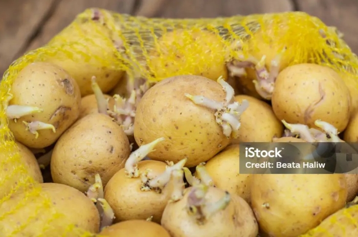 Makan Kentang Bisa Bikin Keracunan! Ini Tanda Bahaya yang Sering Diabaikan
