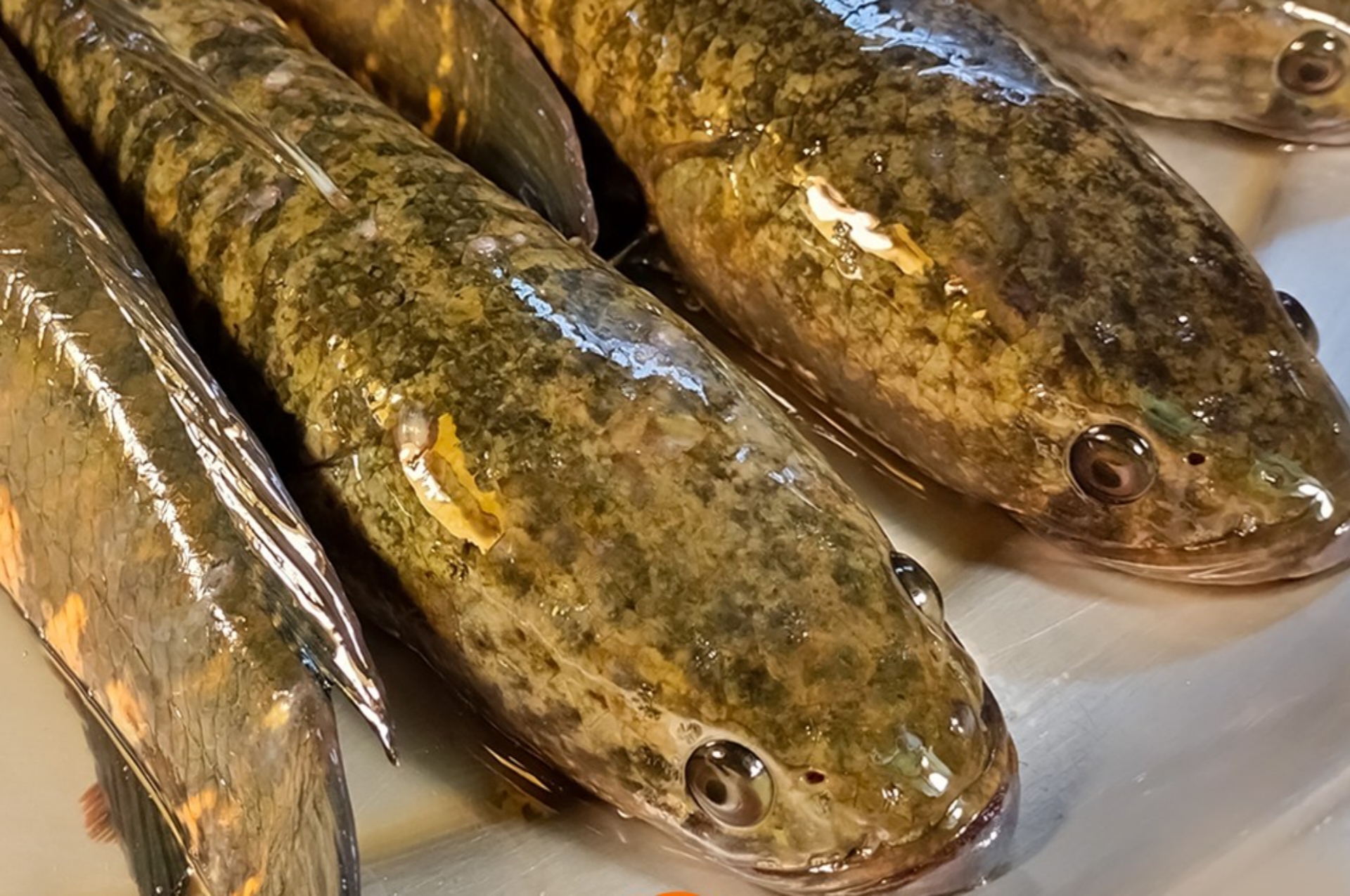 Manfaat Ikan Gabus, Si "Superfood" Lokal yang Baik Untuk Kesehatan