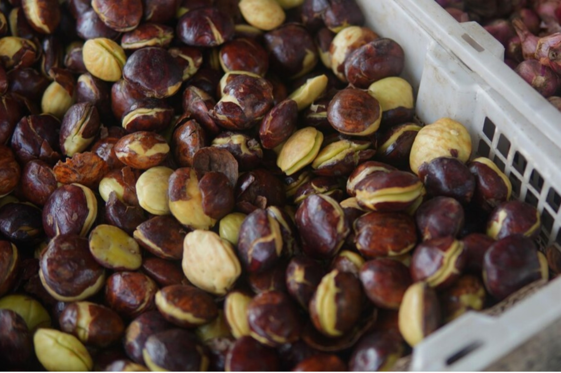 Waspada Bahaya Jengkol: Ketika Rasa Lezat Menyimpan Risiko Kesehatan