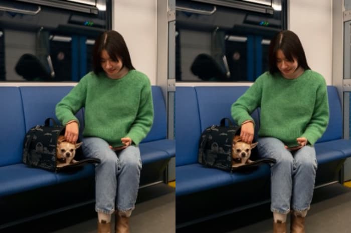 Hewan Tak Boleh Naik Kereta Penumpang, Ini Alternatif Resmi dari KAI