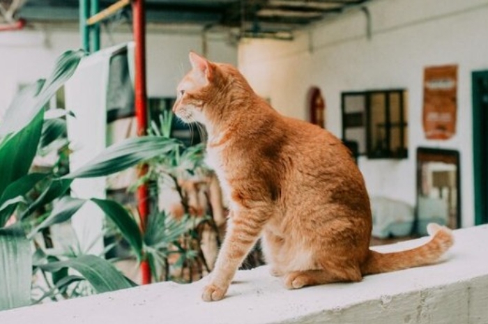 Kafe Kucing Populer di Jakarta hingga Semarang, Sudah Coba?