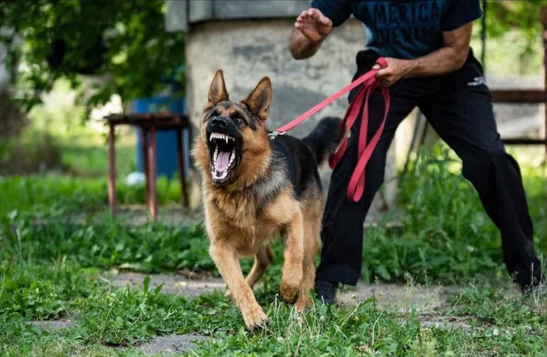 Anjing Gigit 9 Pendaki di Gunung Batukaru Bali Positif Rabies
