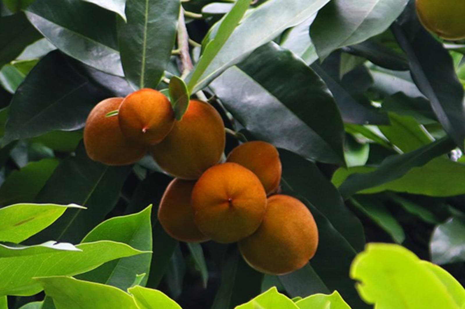 8 Buah Khas Jakarta yang Semakin Langka dan Hampir Terlupa