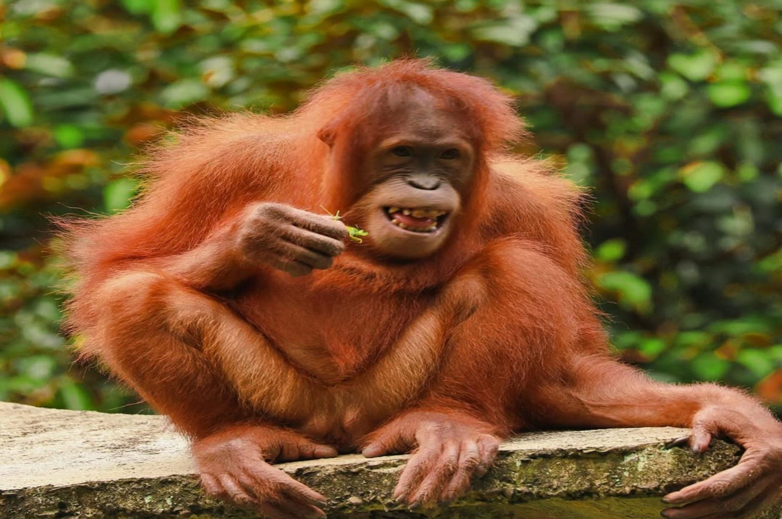 Ragunan Zoo, Wisata Edukatif Akhir Pekan untuk Mengenal Satwa Lebih Dekat