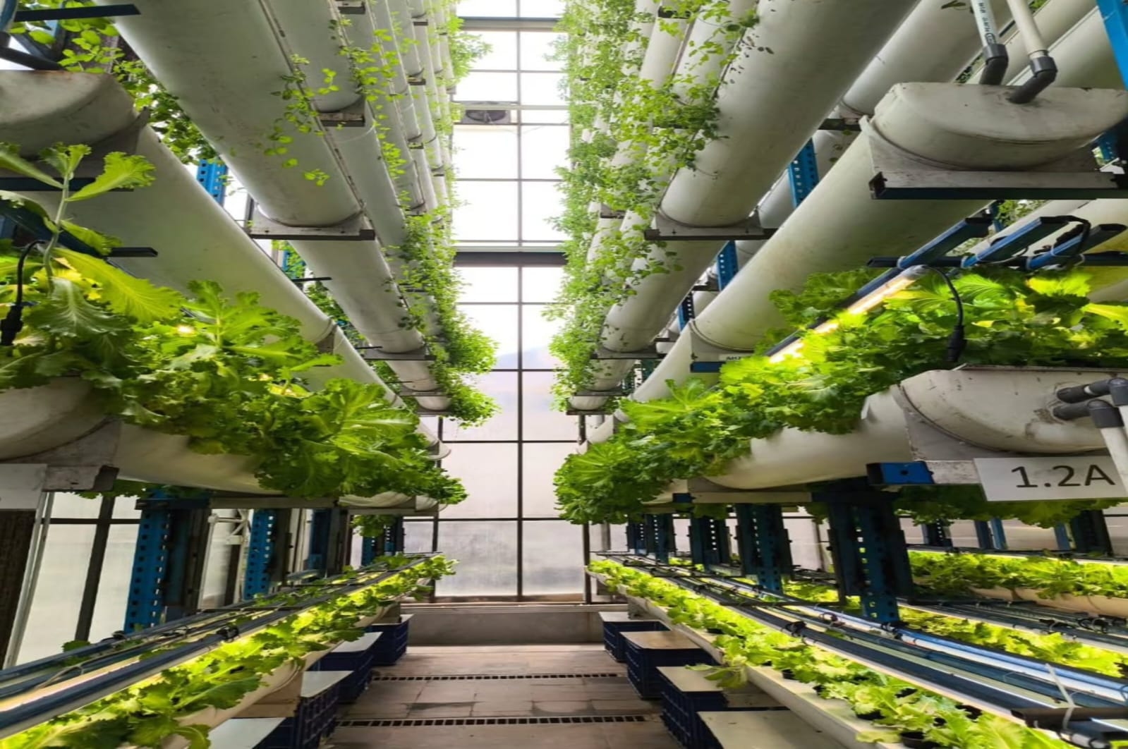 Ladang Farm Teknologi, Sensasi Wisata Edukatif di Vertical Farm Tertinggi di Indonesia