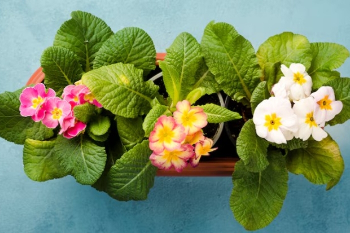 Mengintip Manfaat Tersembunyi Tanaman Berbunga di Rumah, Bikin Hidup Lebih Seimbang!