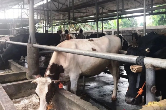 Cibugary Farm, Wisata Peternakan Sapi Perah di Jakarta Timur yang Banyak Orang Belum Tahu