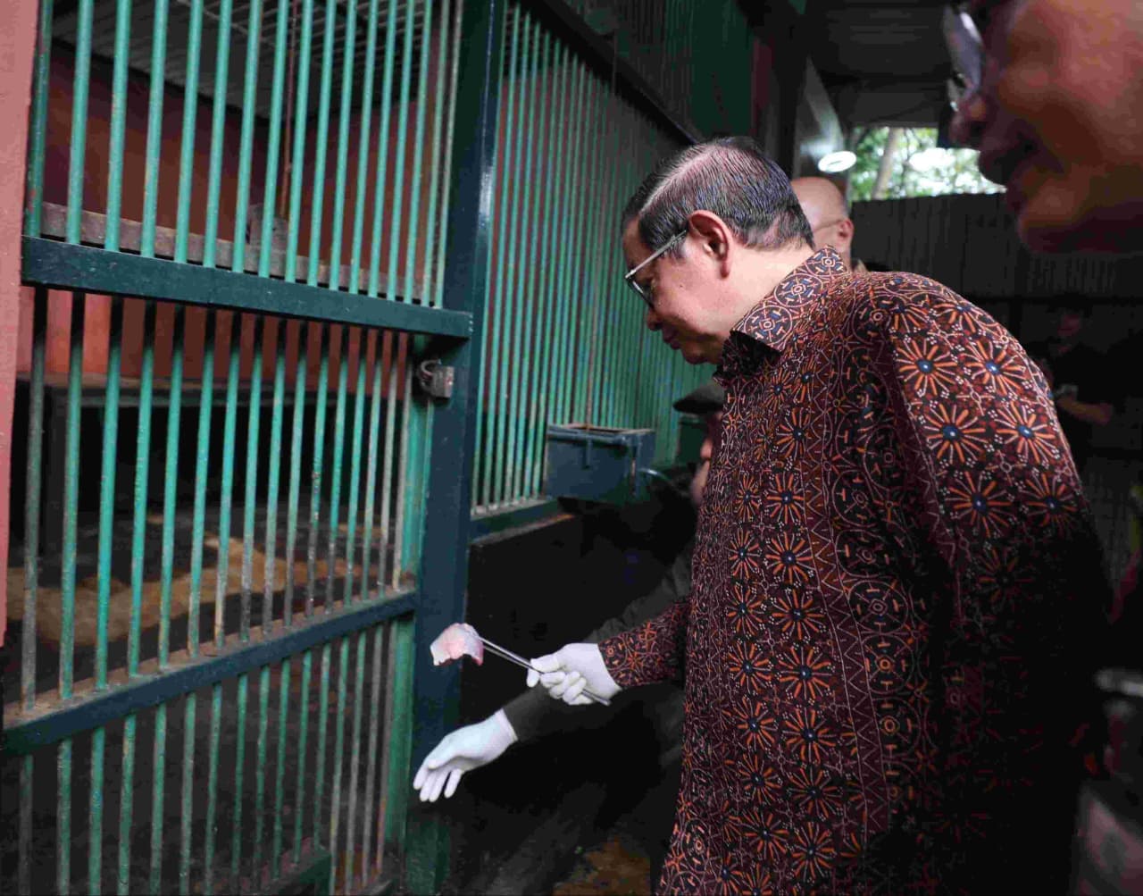 Tinjau Langsung Kondisi Satwa di TMR Ragunan, Gubernur Pramono Bantah Video Viral Harimau Sri Deli Kurus dan Tak Terawat