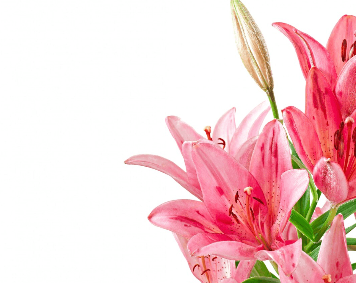 Waspada! 5 Tanaman Cantik Ini Ternyata Beracun dan Berbahaya di Rumah