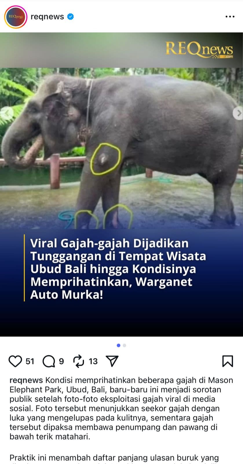 Miss Earth 2019 Lirabica Kecam Gajah di Mason Elephant Park and Lodge Bali Dicoret Cat