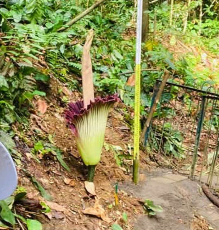 Fenomena Alam, Bunga Bangkai Raksasa Mekar Sempurna di Kebun Raya Bogor