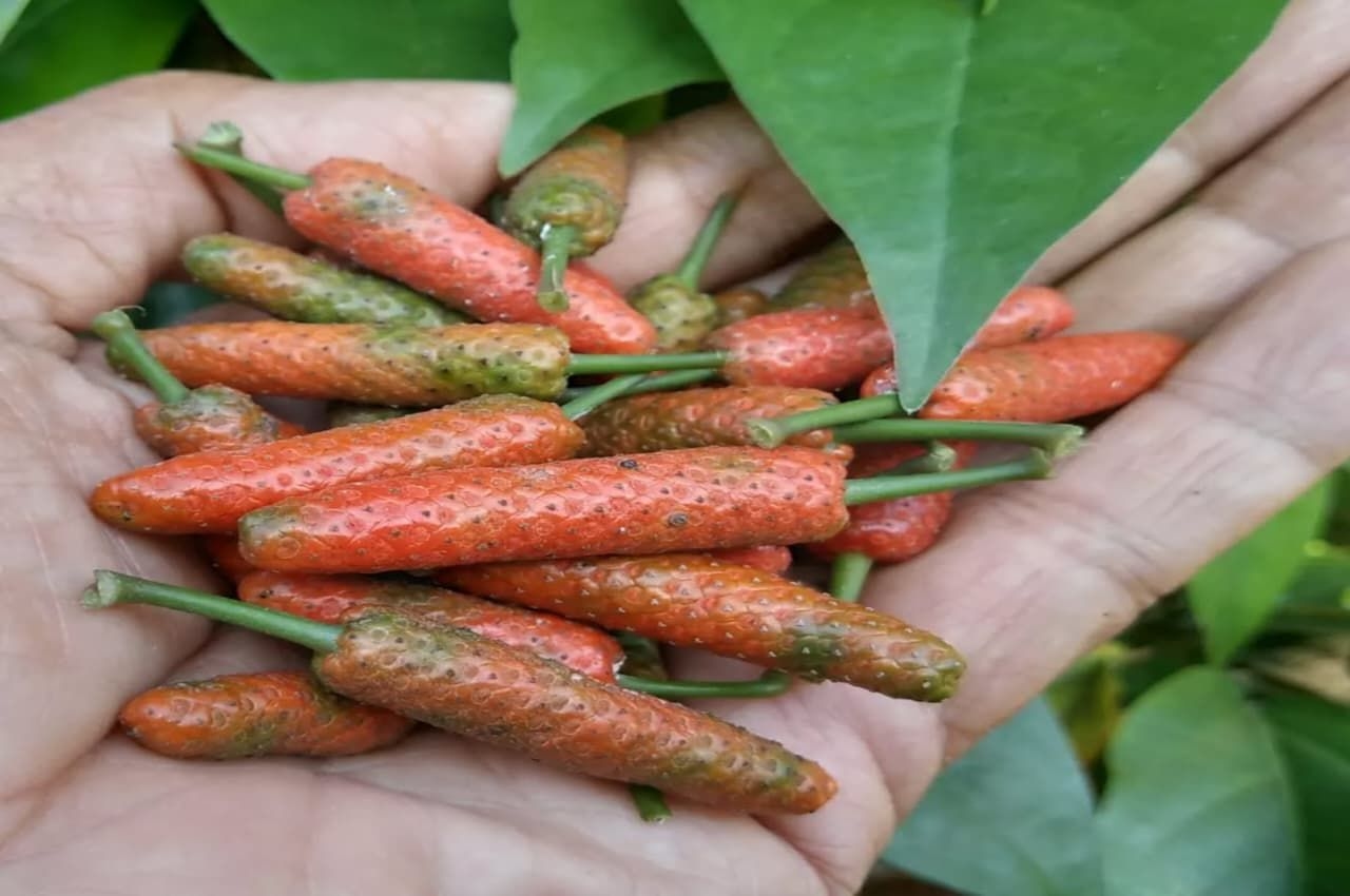 Cabai Jawa, Rempah Nusantara yang Menyimpan Manfaat Kesehatan Alami bagi Tubuh