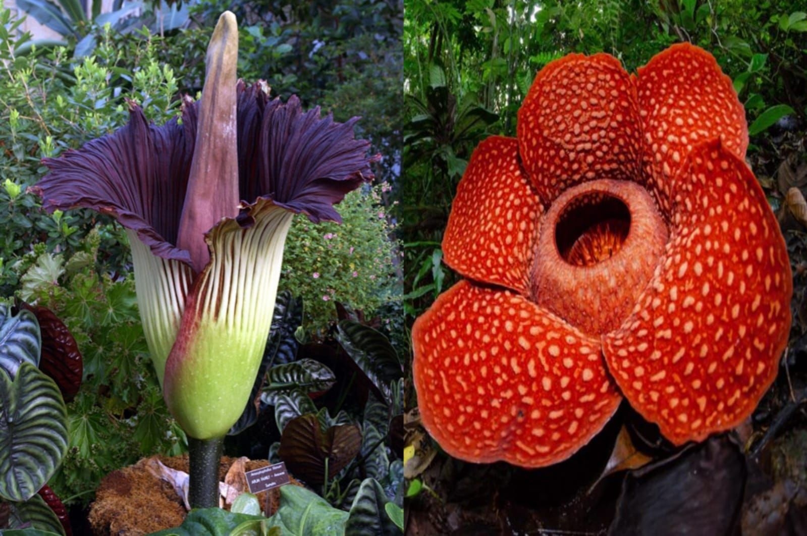 Mengenal Perbedaan Bunga Bangkai dan Rafflesia, Dua Raksasa Flora Indonesia
