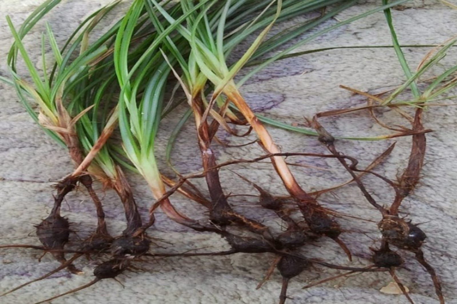 Mengenal Rumput Teki, Gulma Bandel yang Menyimpan Khasiat Herbal