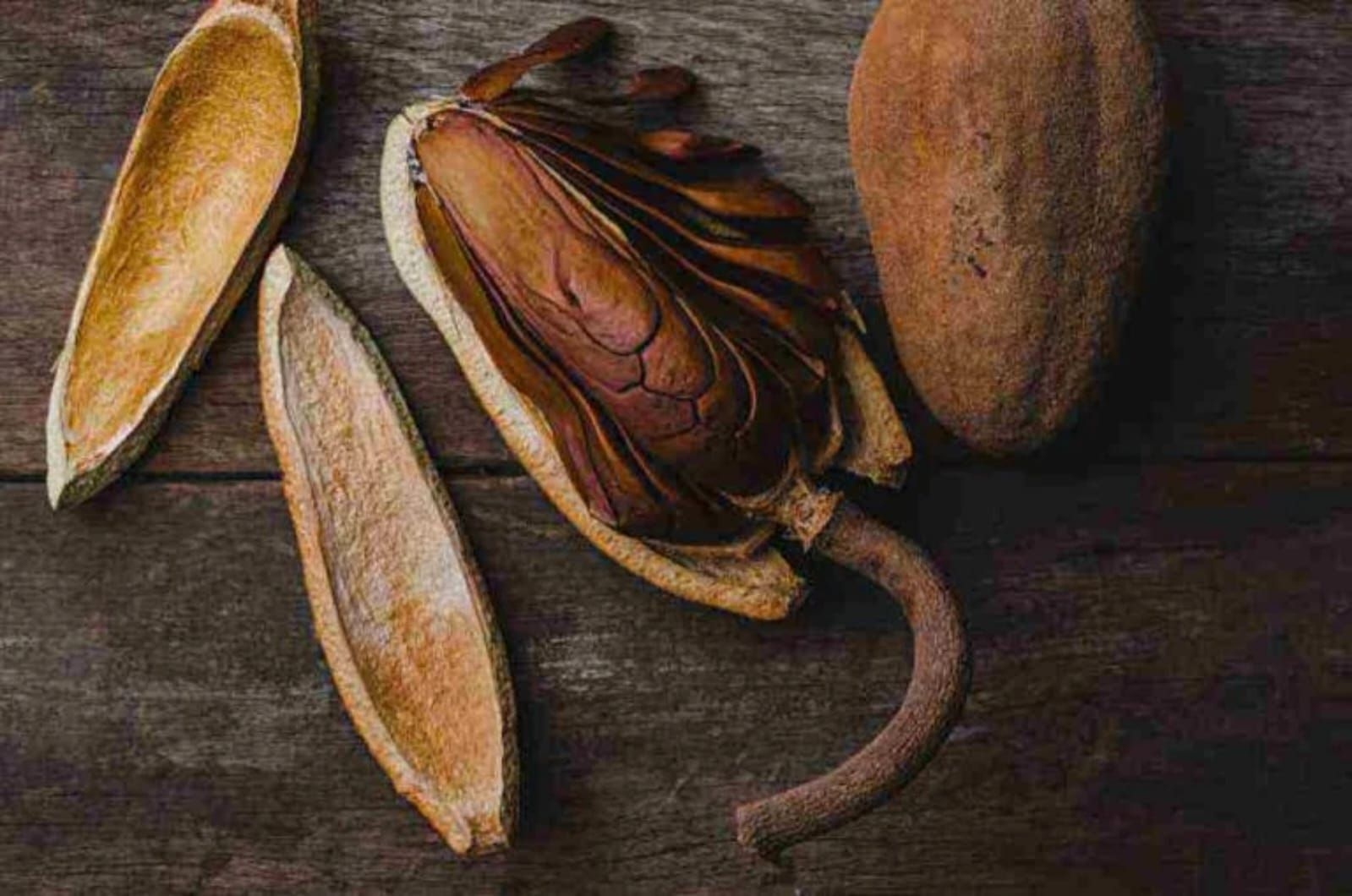 Biji Mahoni, Herbal Pahit dengan Potensi Manis bagi Kesehatan