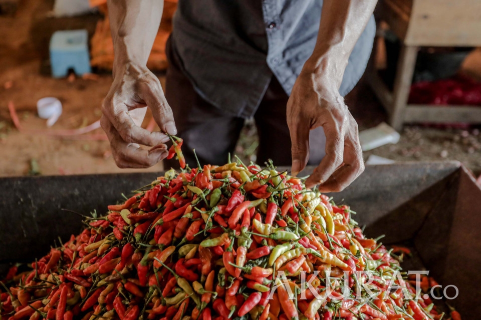 Harga Cabai Rawit di Jakarta Masih Tinggi, Rp 90 Ribu Per Kilogram