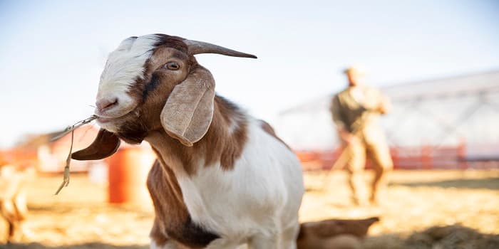 Jangan Asal Pilih, Ini 6 Ciri Hewan Qurban yang Tidak Sah Menurut Islam